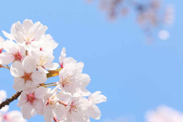 Kirschblüte vor blauem Himmel