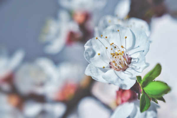 weiße Kirschblüte